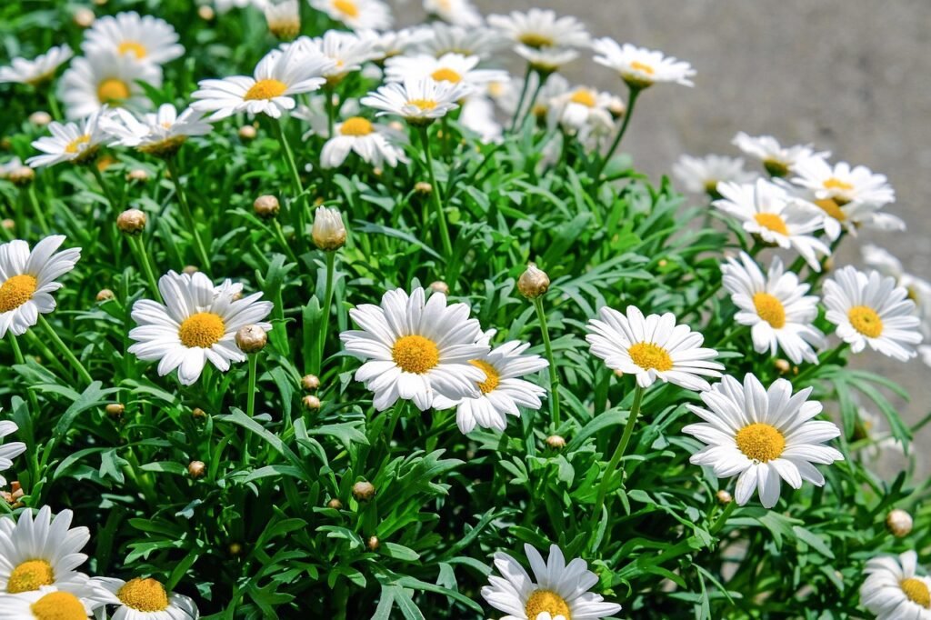 daisies, flowers, bloom, white daisies, white flowers, petals, beautiful flowers, white petals, leaves, plants, nature, garden, flower wallpaper, daisy garden, flower garden, spring, daisies, daisies, flowers, garden, garden, garden, flower background, garden, garden, flower garden, flower garden